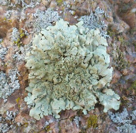 Kogelschildmos (Xanthoparmelia tinctina) op een granieten dijk