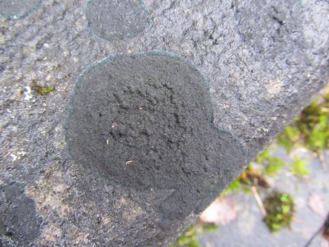Zwarte Grafkorst (Placynthium nigrum), een typische grafsteenbewoner