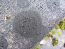 Zwarte Grafkorst (Placynthium nigrum), een typische grafsteenbewoner